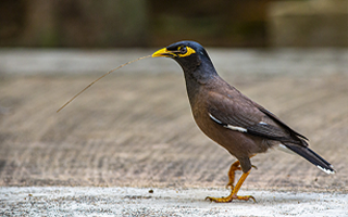 Bird pest control