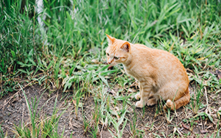 Feral cat pest control