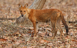 Wild dog pest control