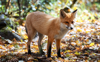 Fox pest control