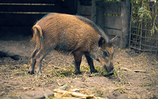 Feral pig pest control