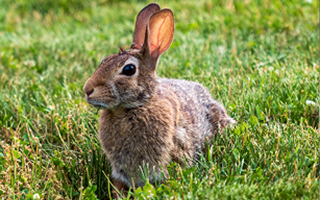 Rabbit pest control